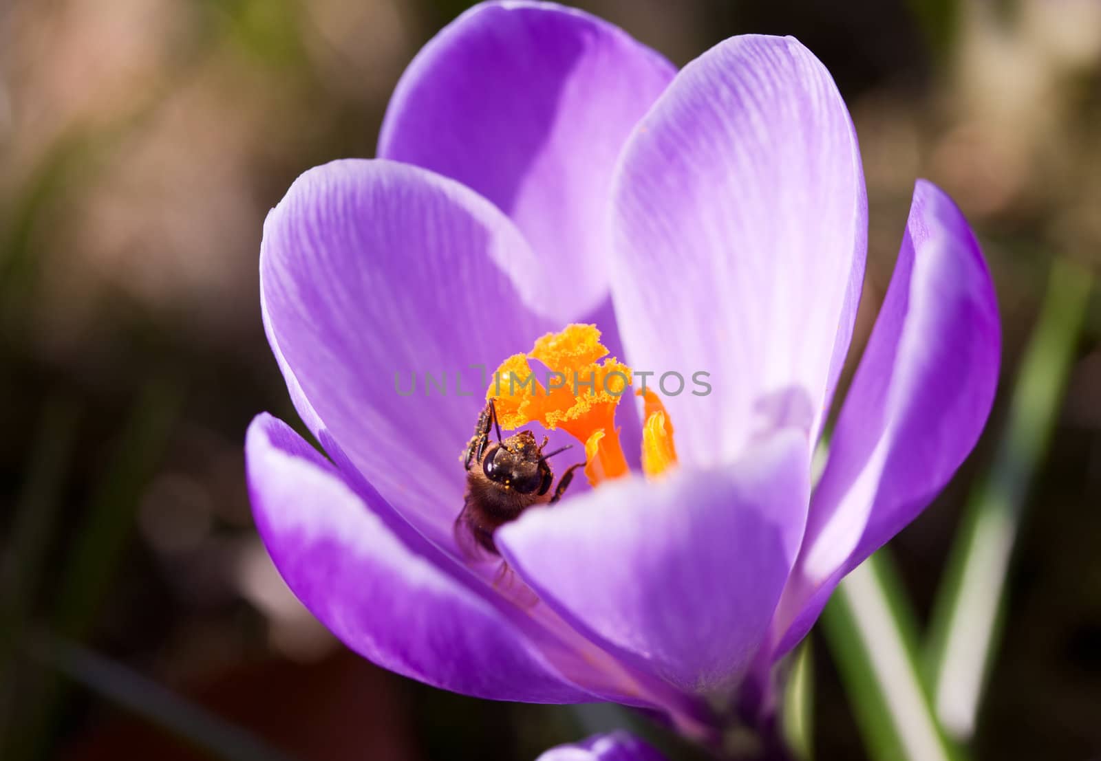 Violet crocus with bee inside