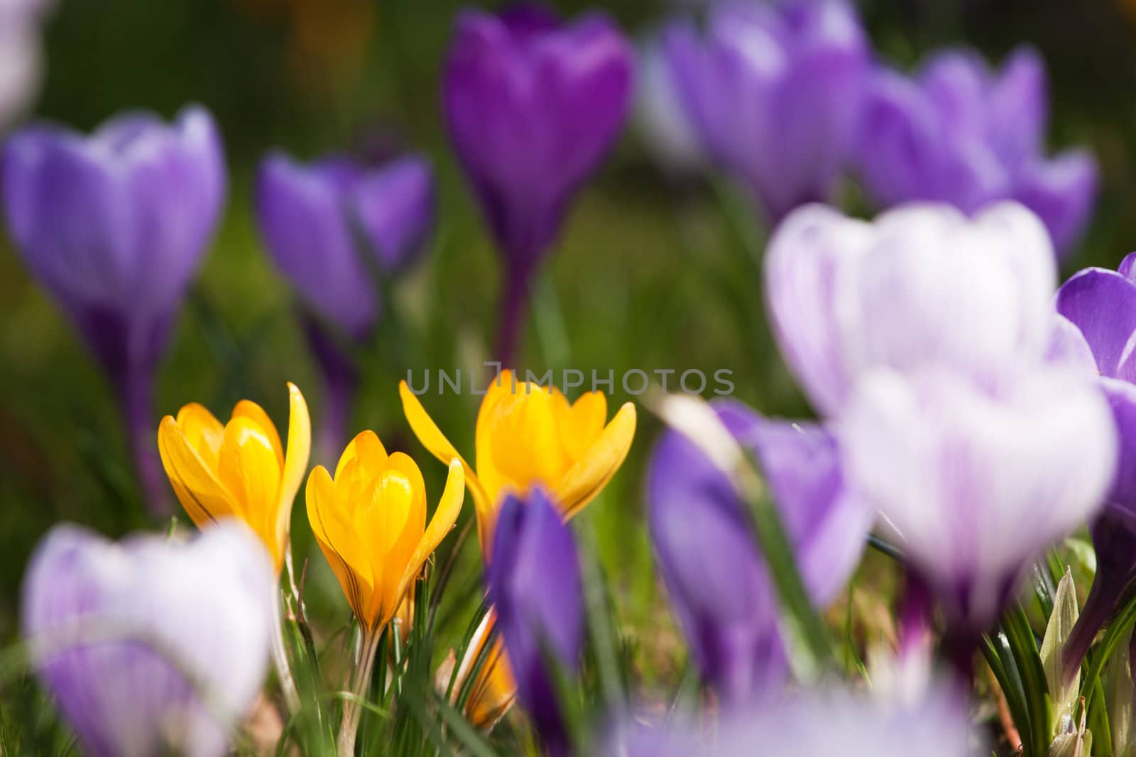 Bunch of mixed colours crocuses in the grass