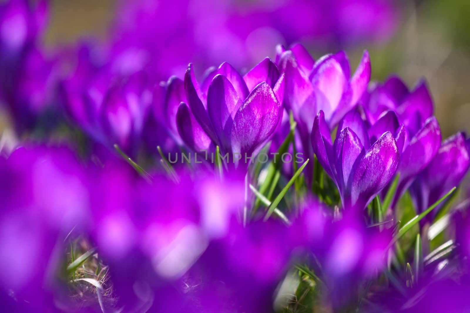 Bunch of violet crocuses in the grass