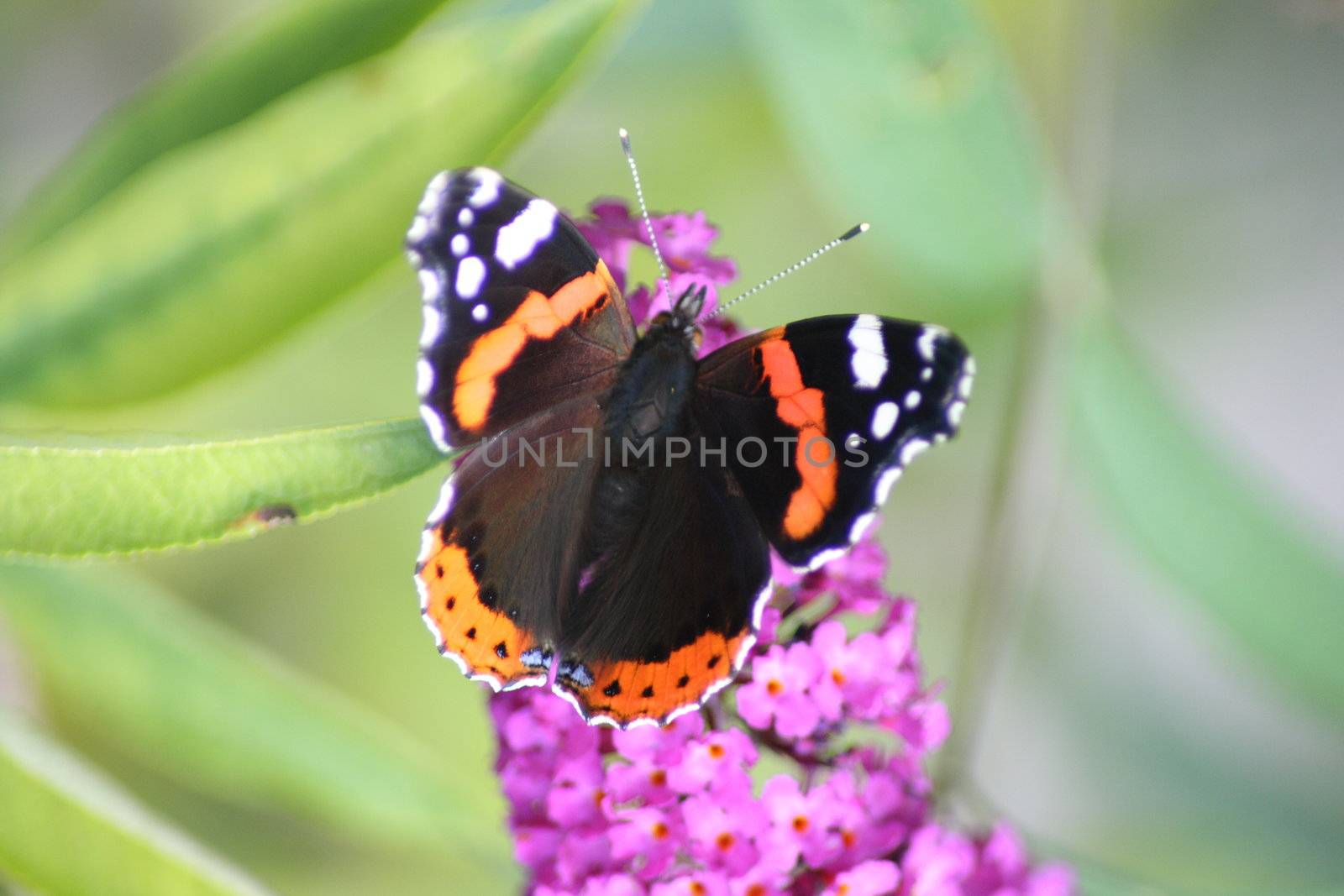 Admiral"vanesa atalanta"besucht lila Blüte	
Admiral "vanesa atalanta" visits purple flower