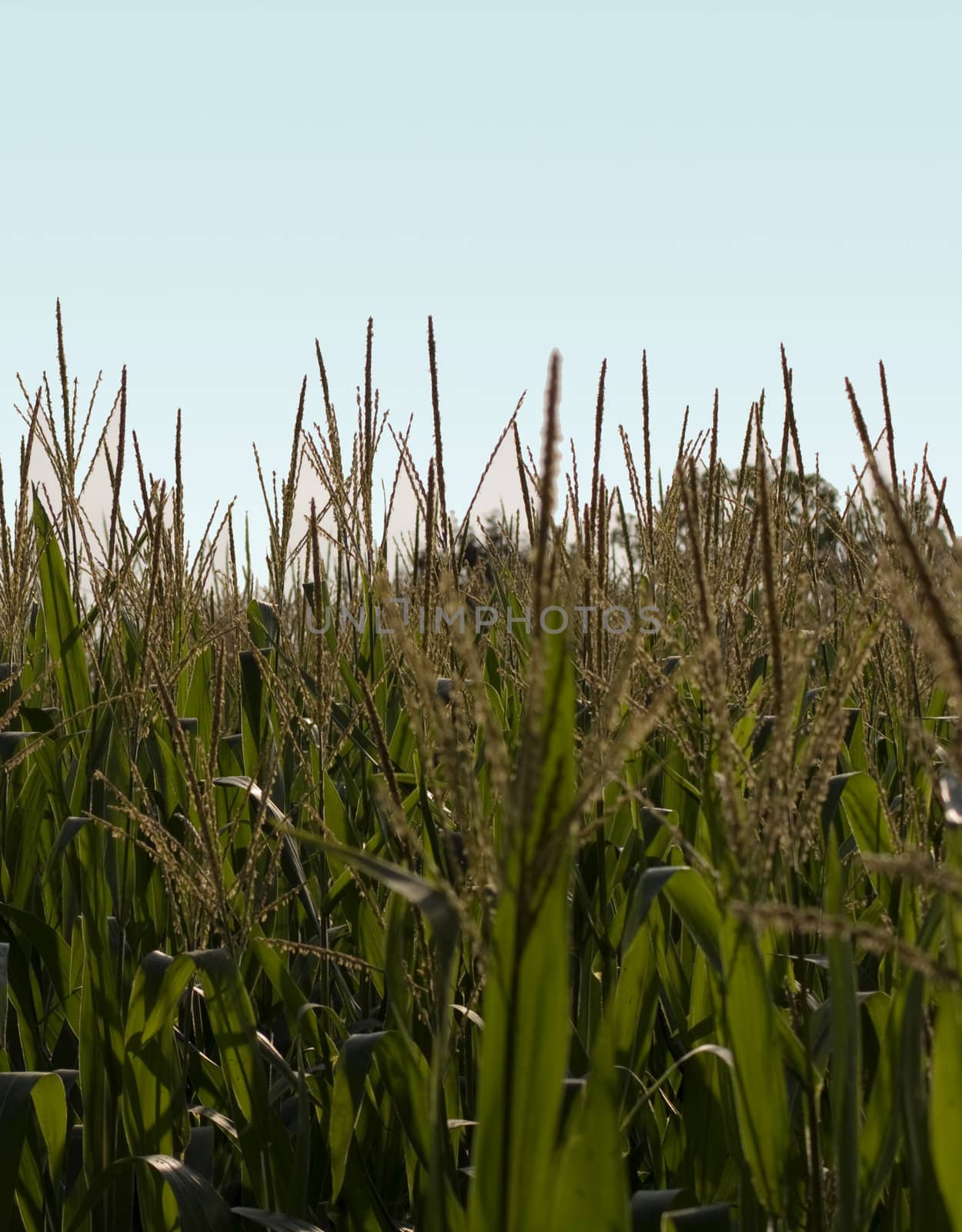 View of a field of golden wheat 