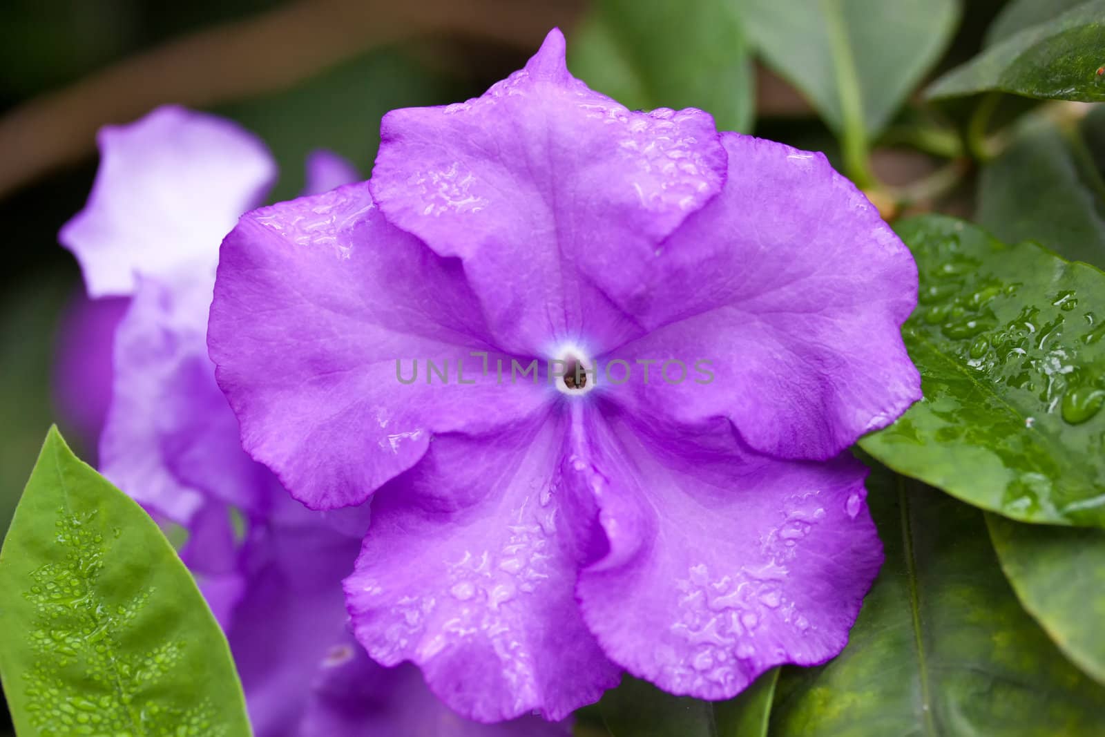 Violet flower on the background of leaves