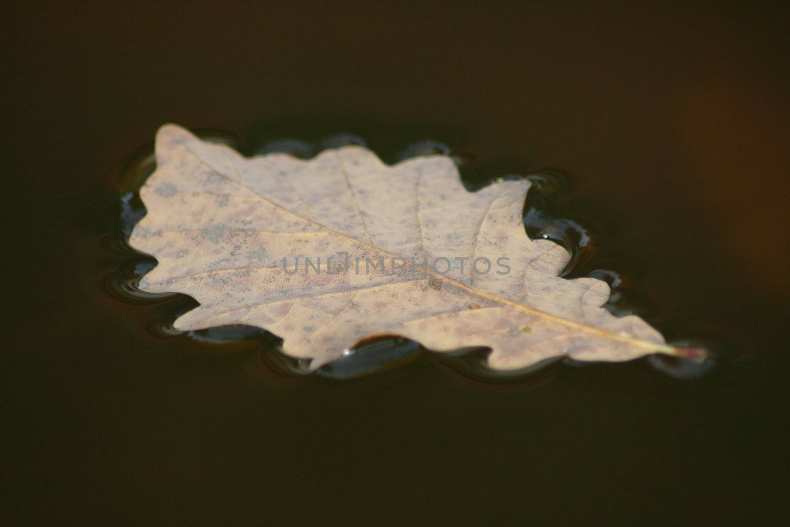 Ein Herbstliches Eichenblatt treibt im Wasser	
an autumnal oak leaf floating in water