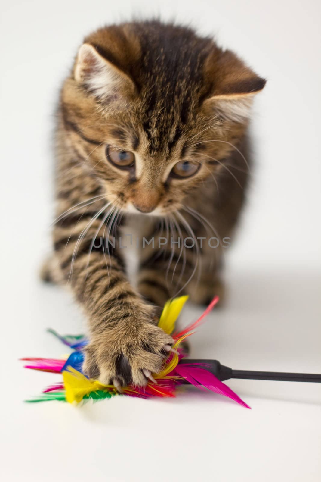 Playing kitten by Nika__