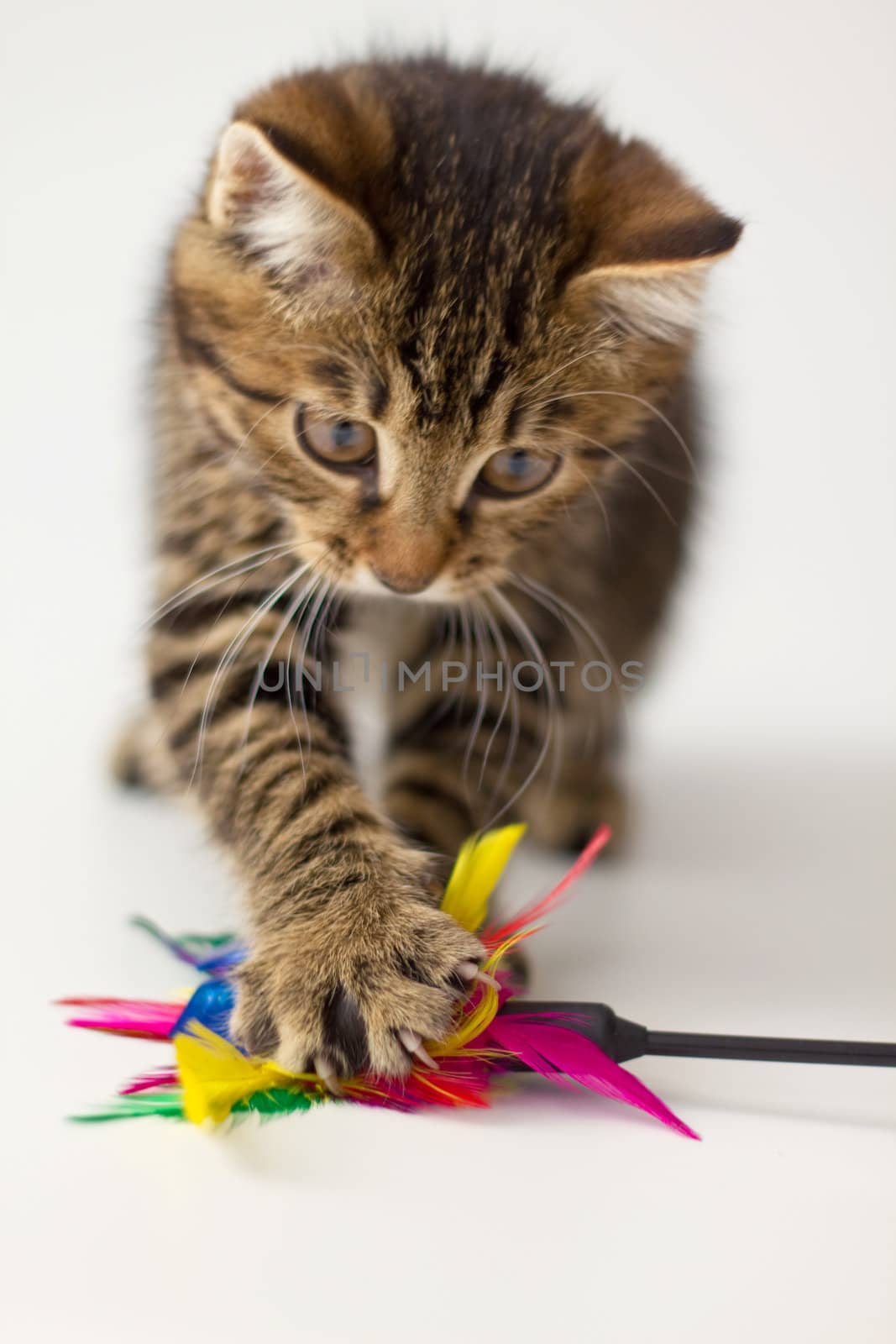 Little kitten kuril bobtail isolated on white