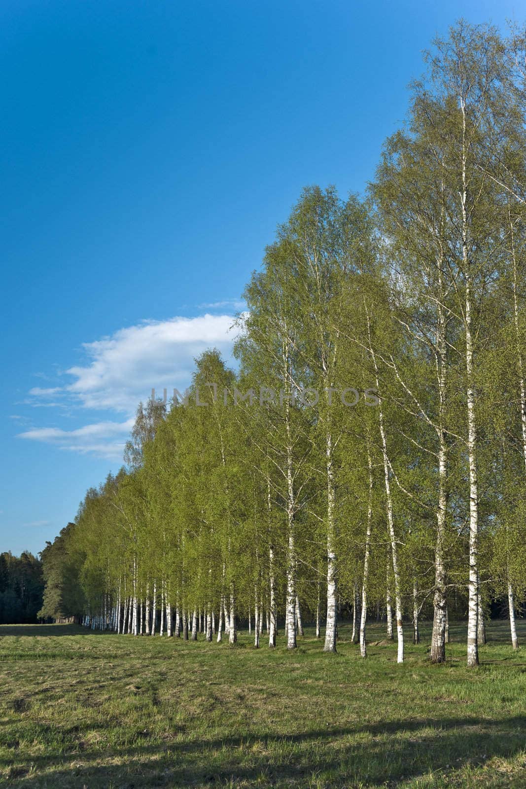 Spring birches in the park