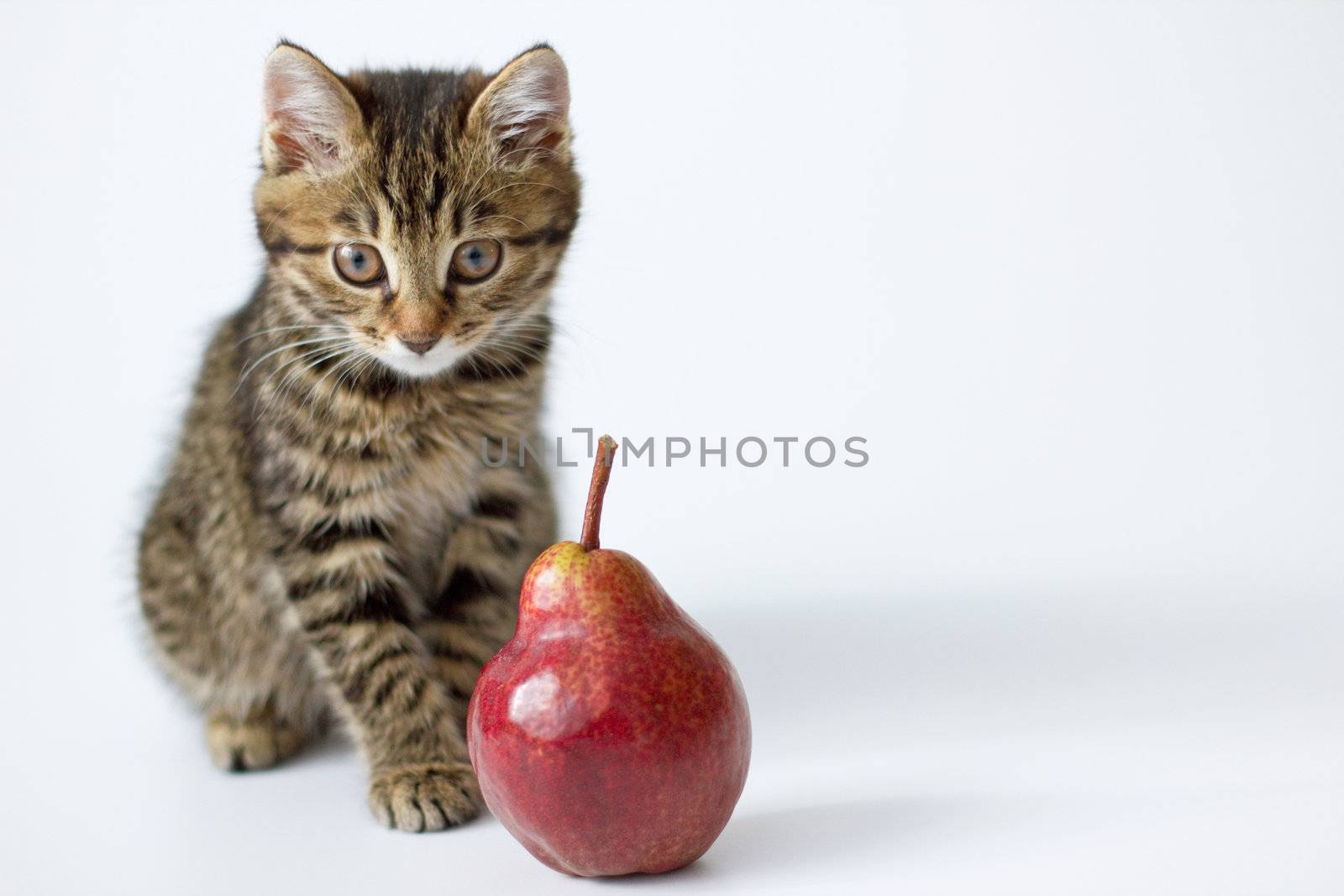 Little kitten kuril bobtail and red pear isolated on white