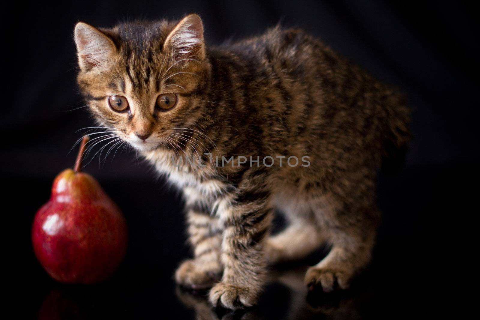 Kitten and red pear by Nika__