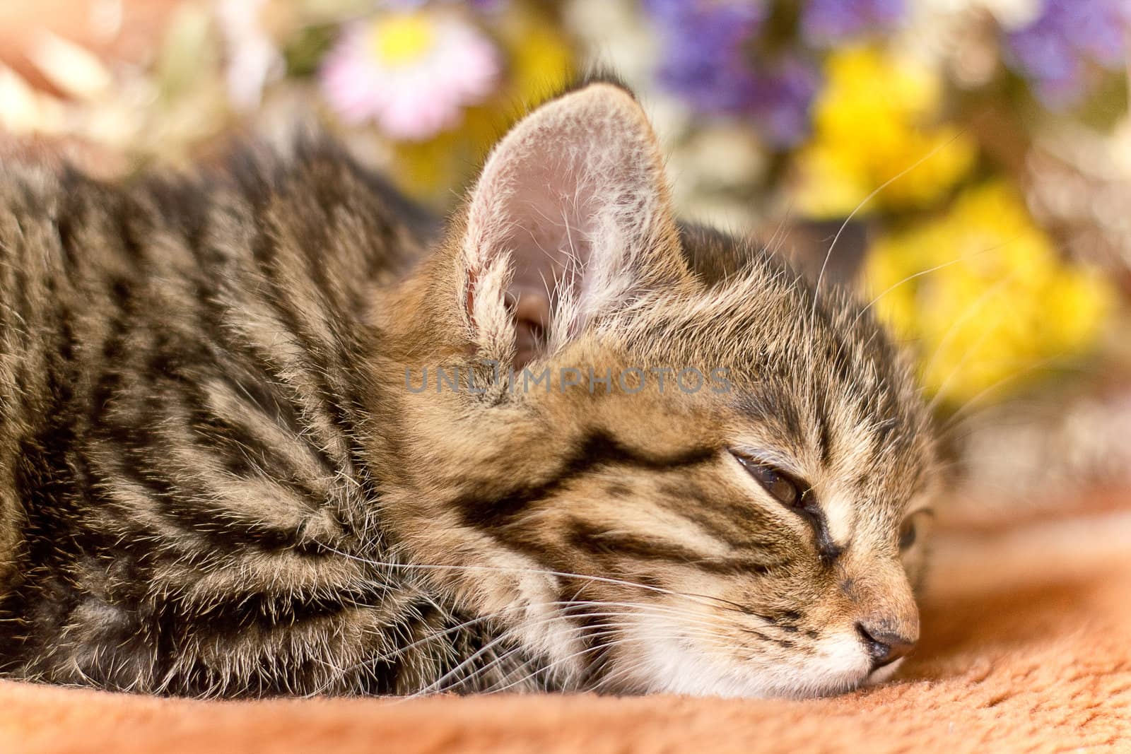 Little sleeping cat by Nika__