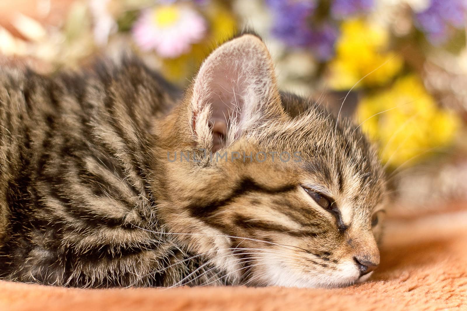 Little cat sleeping  on bed