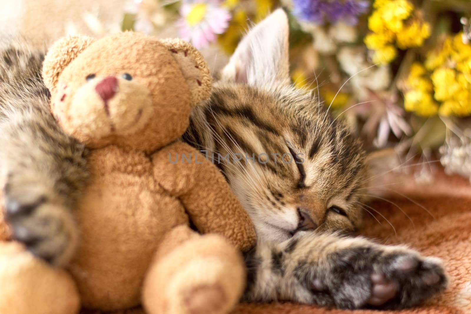 Kitten and teddy bear