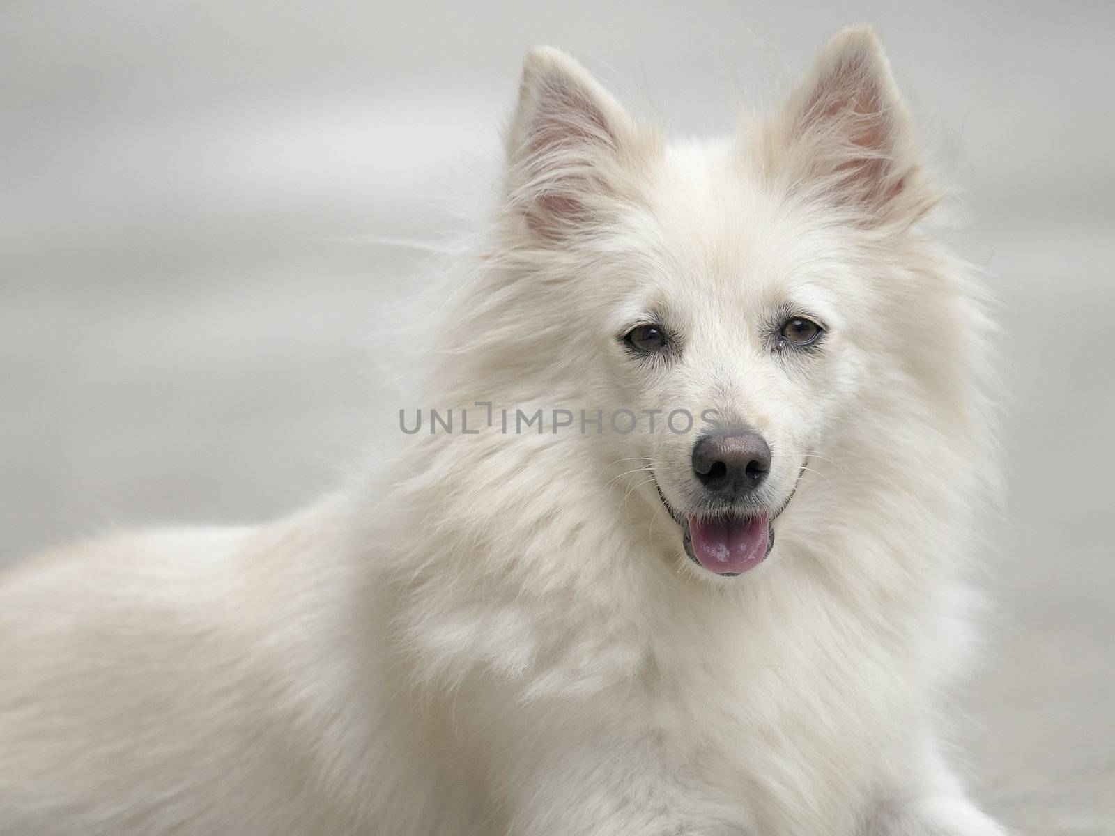 seated and focused west highland white terrier