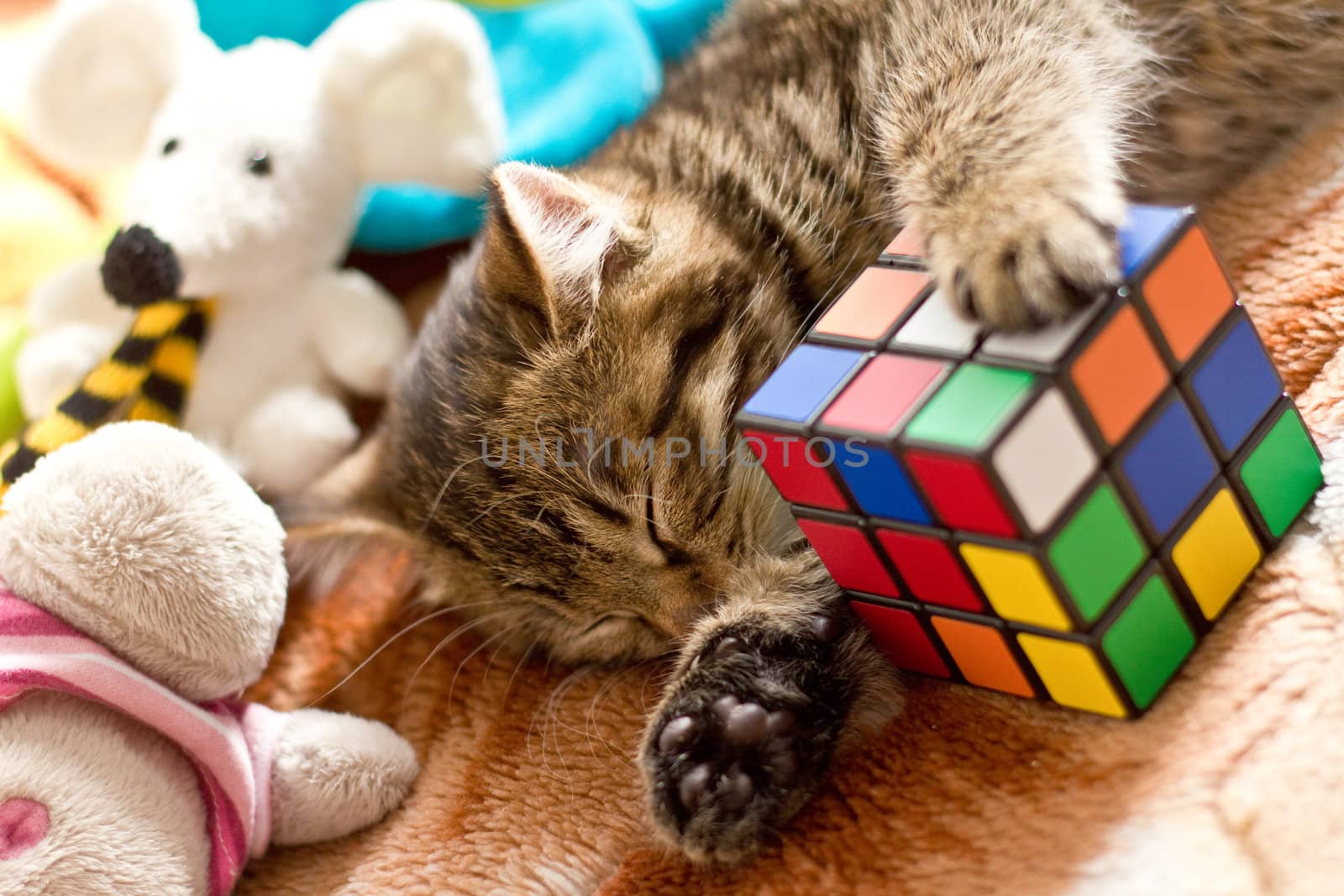 Little sleeping cat kuril bobtail