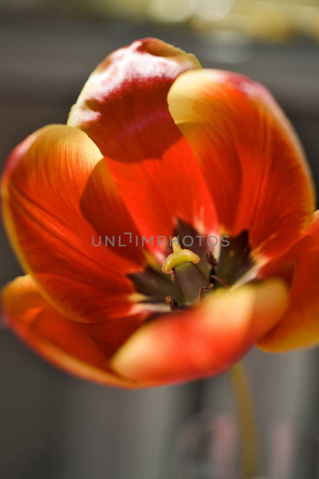 Red tulip close up by mulden