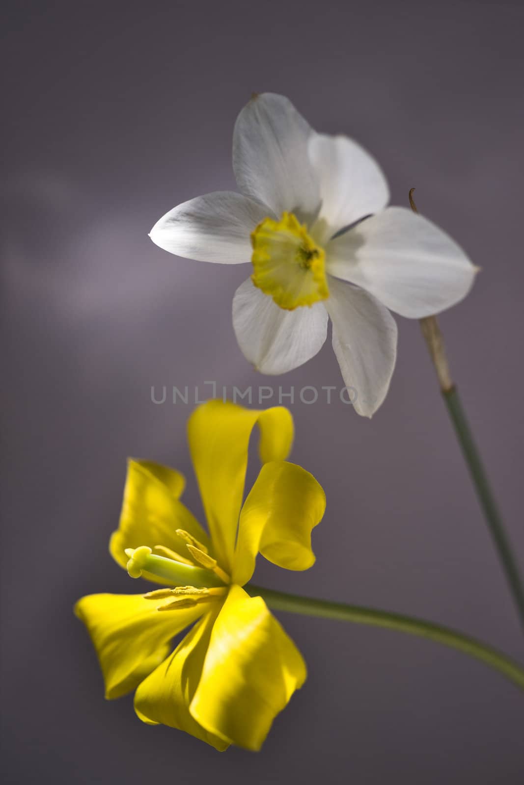 Yellow tulip in focus and white narcissus 
