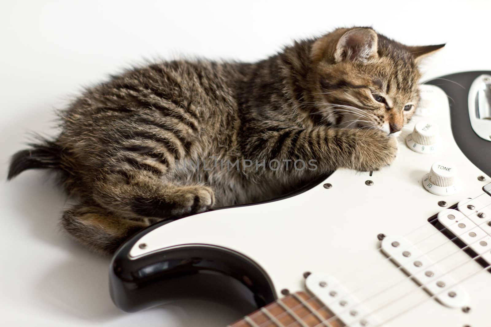 Little kitten kuril bobtail and guitar isolated on white