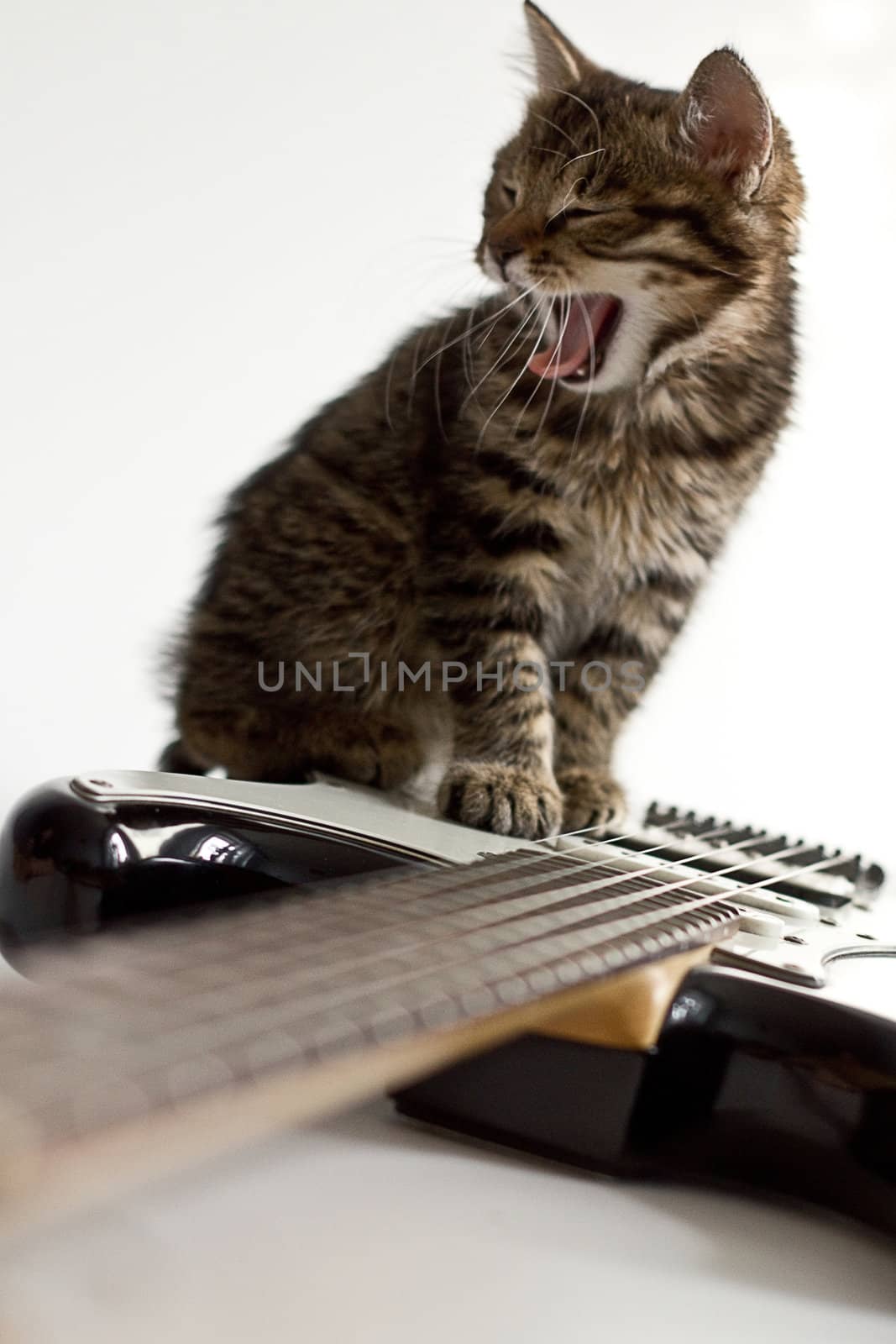 Little kitten kuril bobtail plaing guitar and singing  isolated on white
