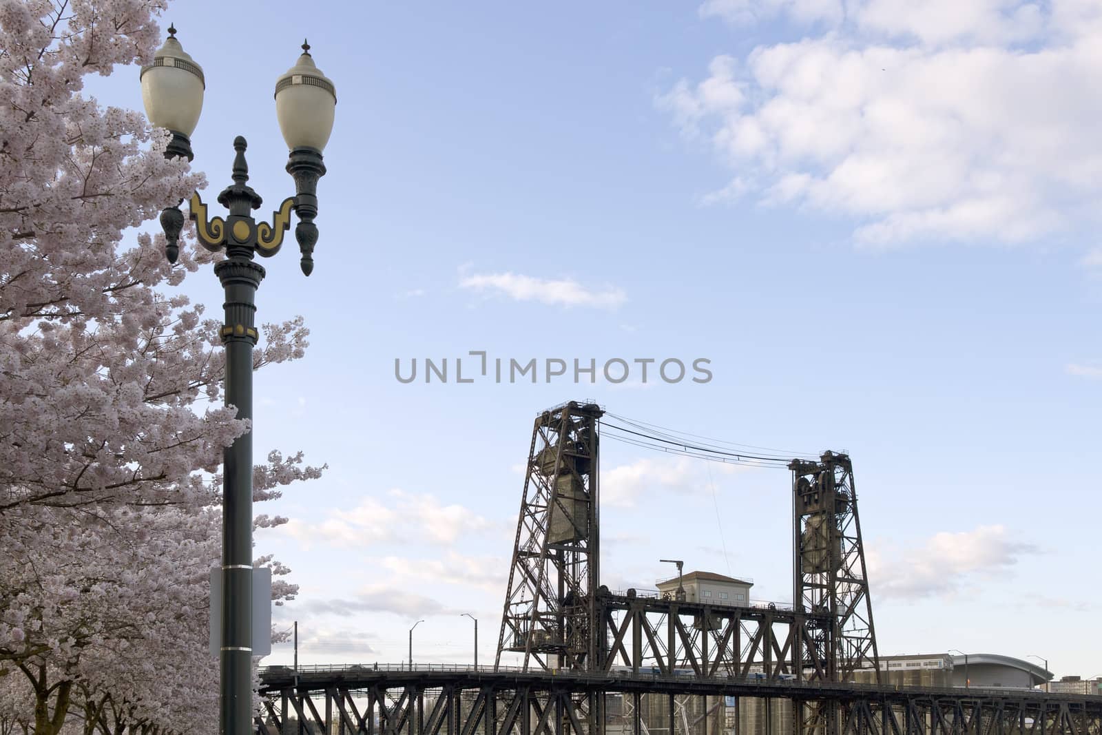 Cherry Blossom Trees Lamp Post And Steel Bridge Portland Oregon