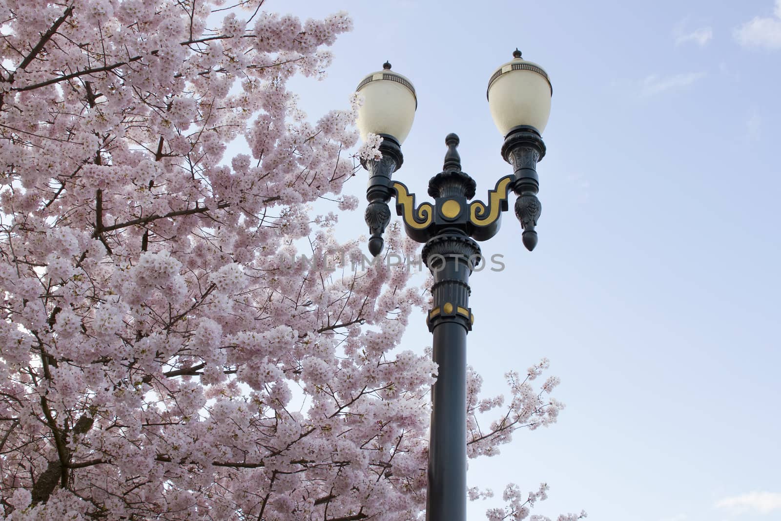 Cherry Blossom Trees and Lamp Post Against Blue Sky in Spring