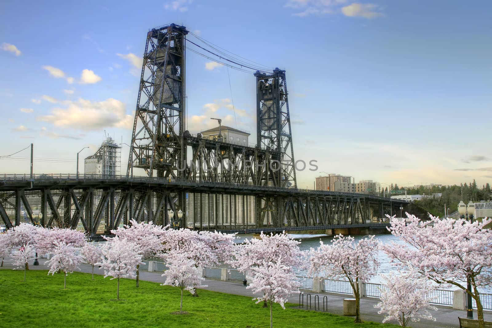 Steel Bridge and Cherry Blossom Trees in Portland Oregon by Davidgn