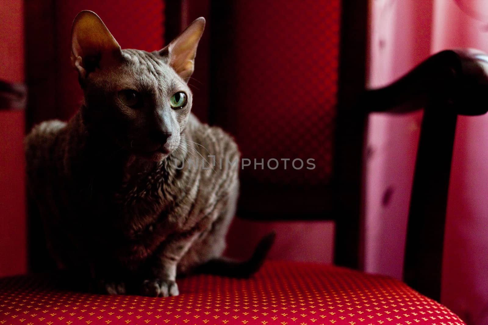 The noble cat cornish-rex sitting on armchair 