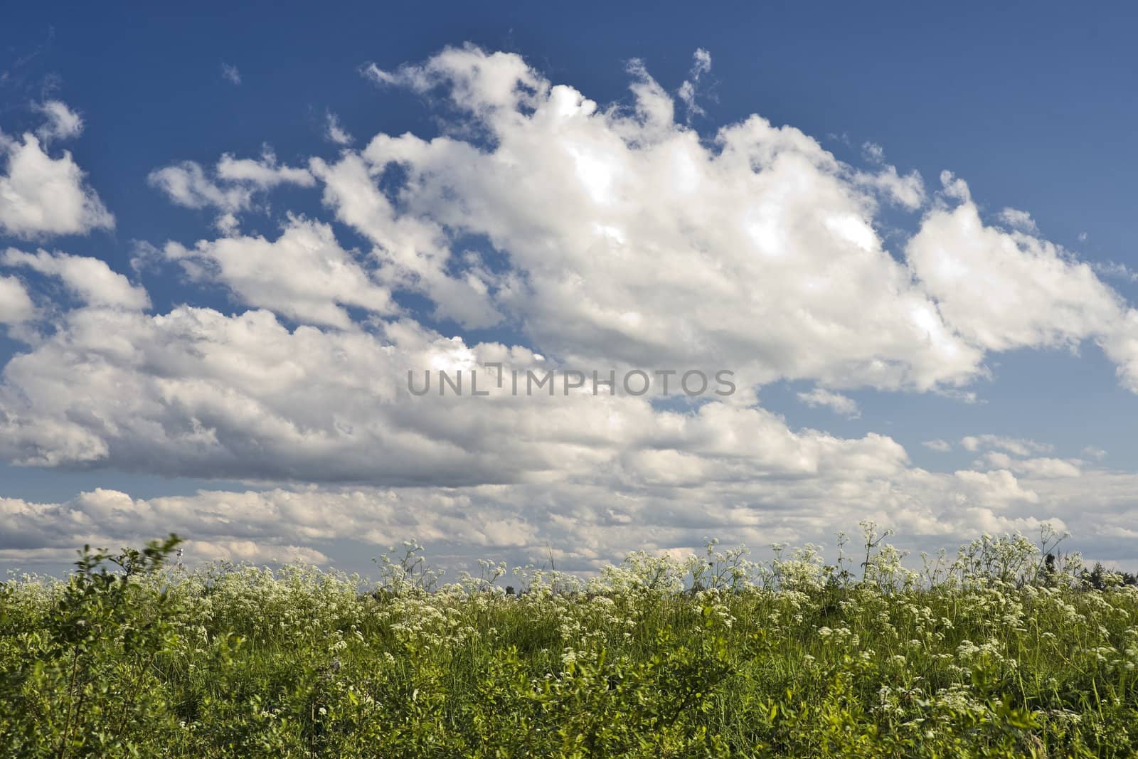 Beautiful sky and feral flowers background by mulden