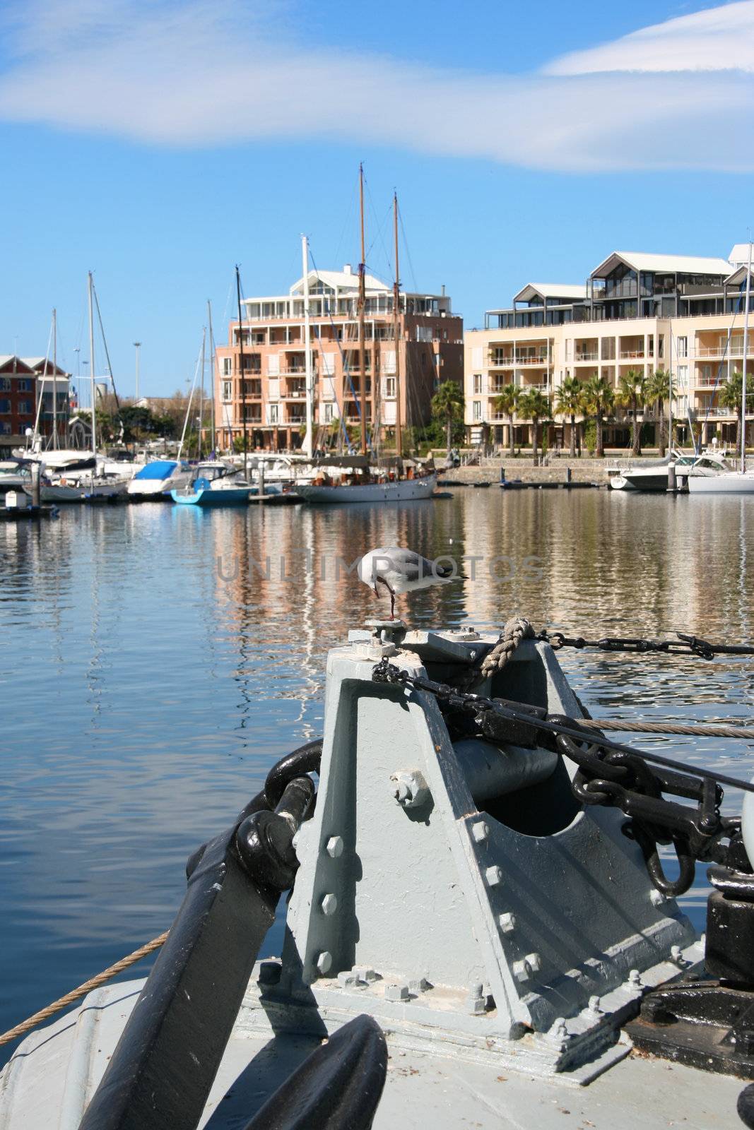 Seagull on boat in a Cape Town Harbor, South Africa