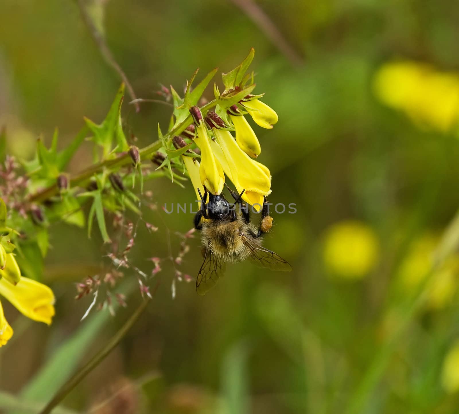 Bumblebee on Common Cow-wheat near woodland in southern England in June.