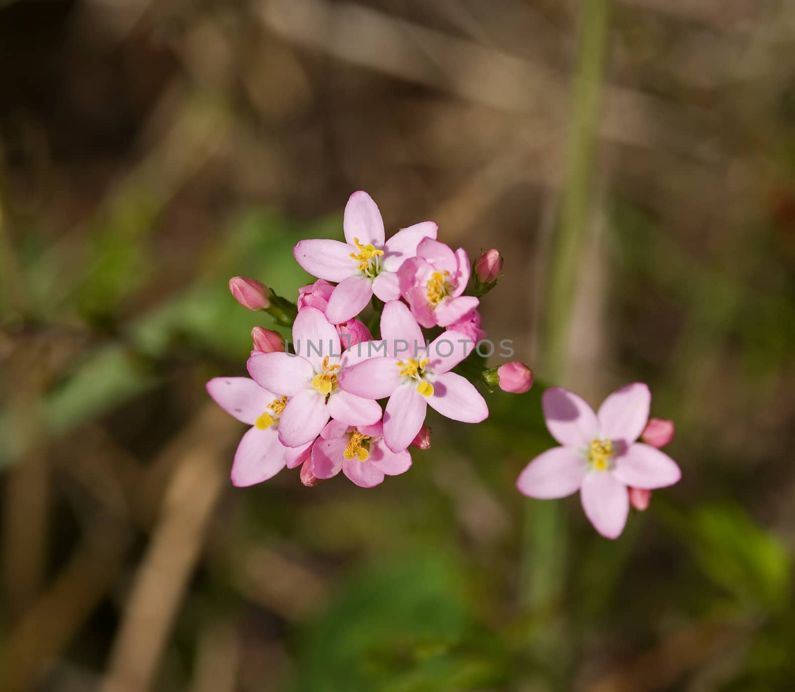 Common Centaury flower. Plant traditionally used in herbal remedies.