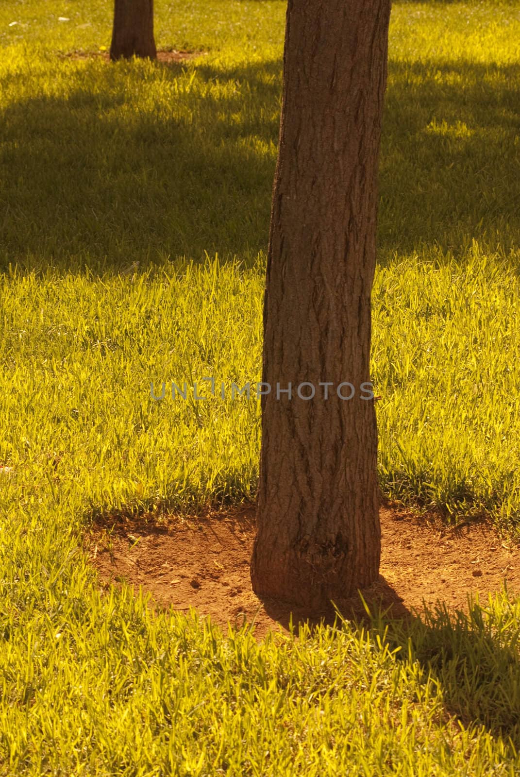 Two trees in park by sundown