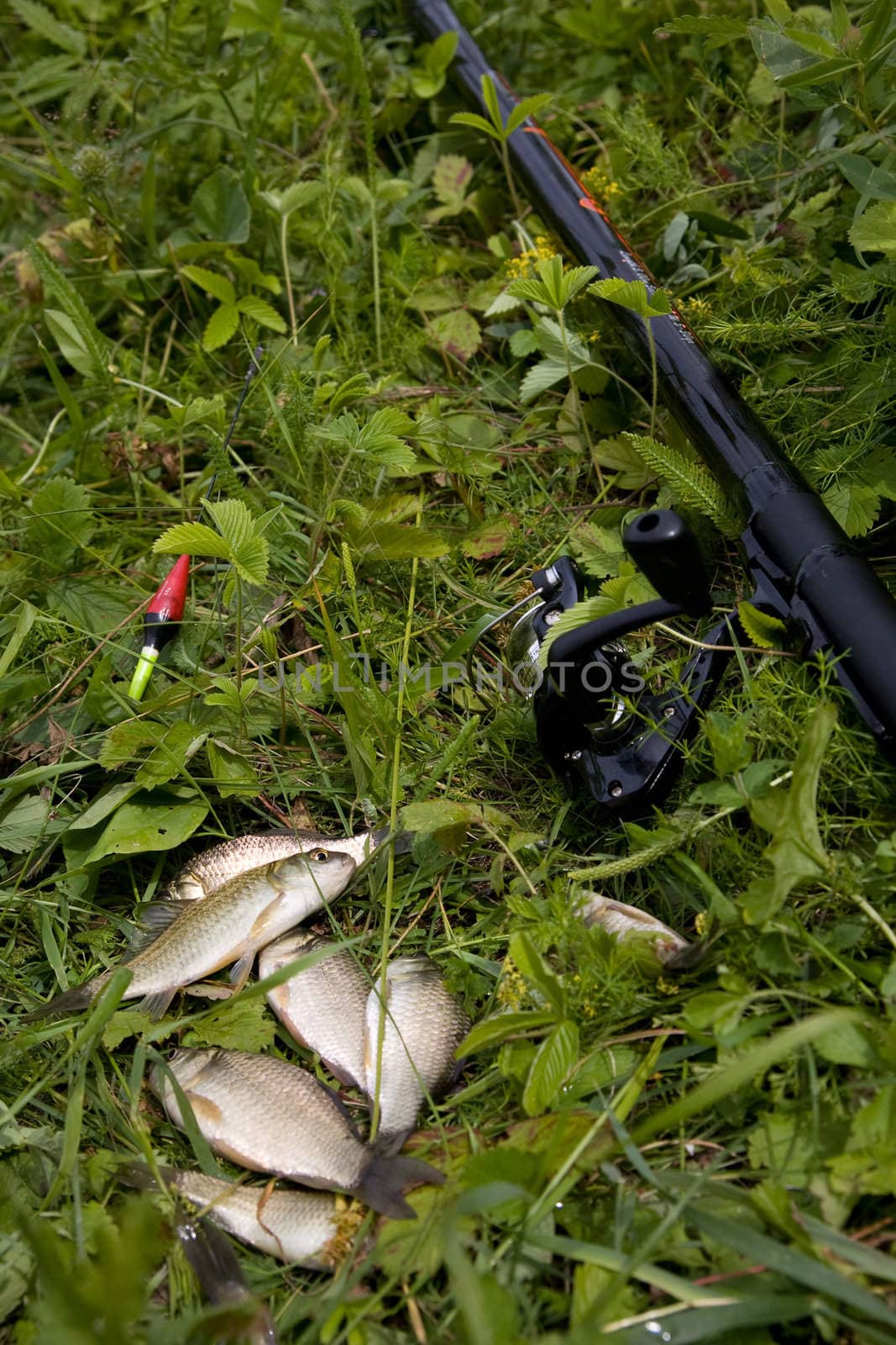 Spinning rod and fish on green grass