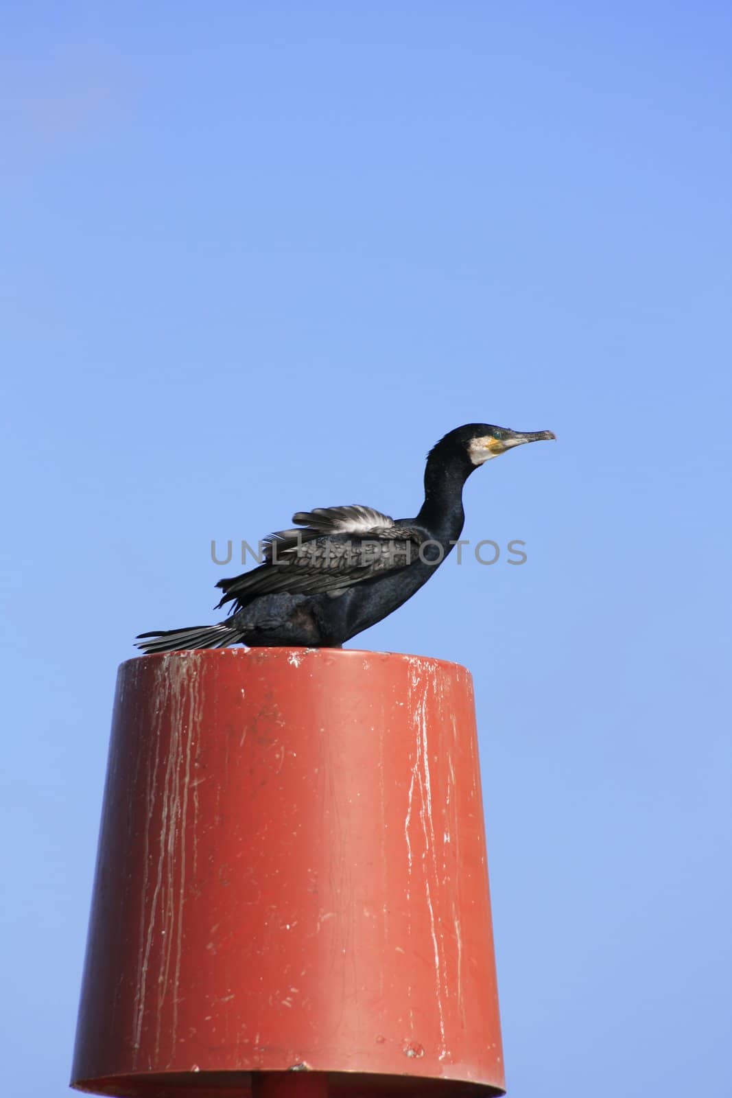 A Cormorant on top of a beach/shore warning beacon, off the Dorset Coast.A good area above image for text etc.