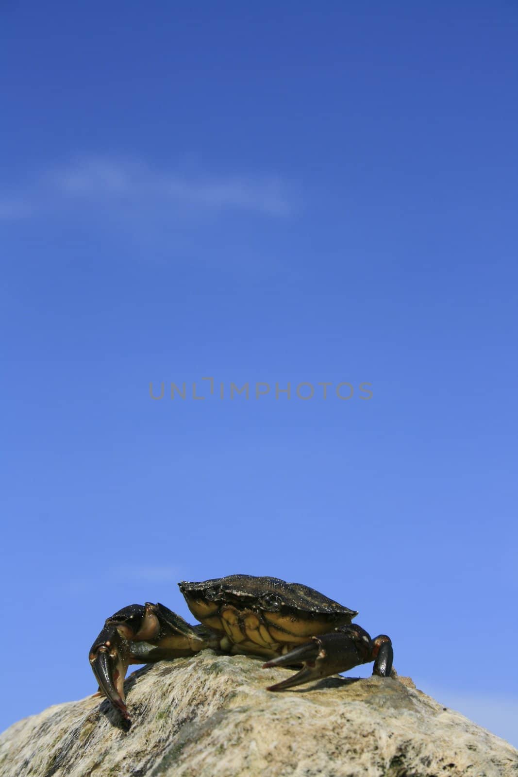 A crab sitting atop a rock. Location, Christchurch, Dorset England. Plenty of space above image for text etc.