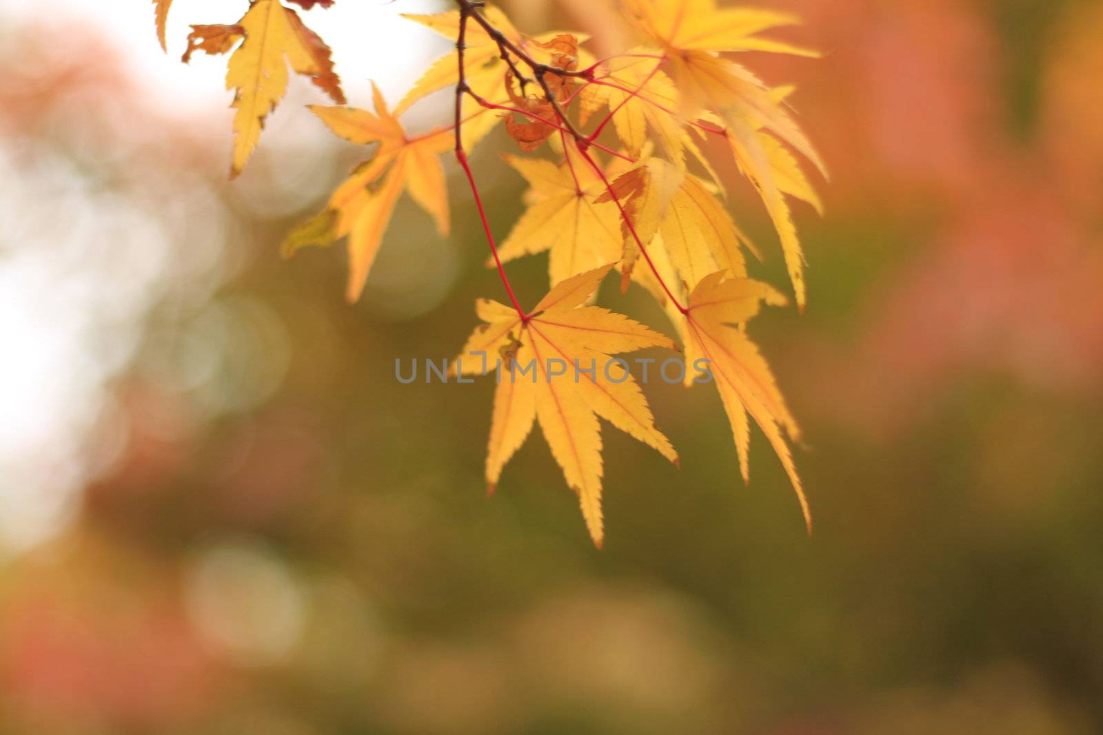Fall by sacatani