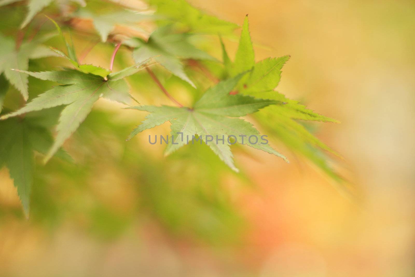 photo of a variety of fall leaves *soft focus*
