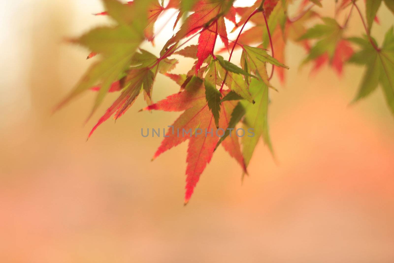 Fall coloured leaves shallow depth of field