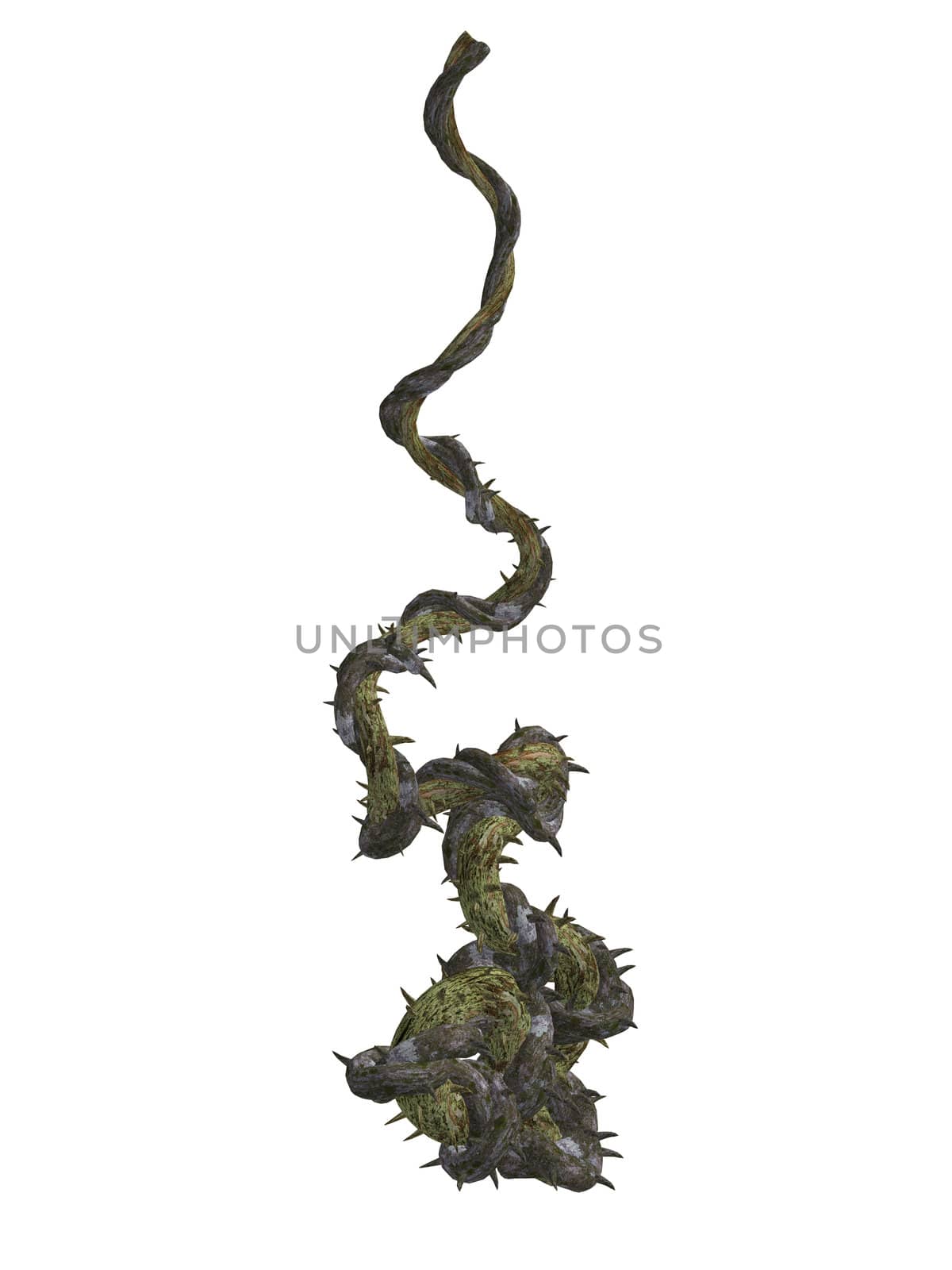 Climbing vines with thornes on a white background