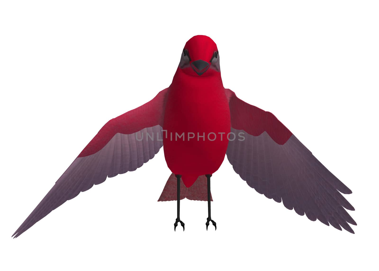 Red songbird standing with wings spread