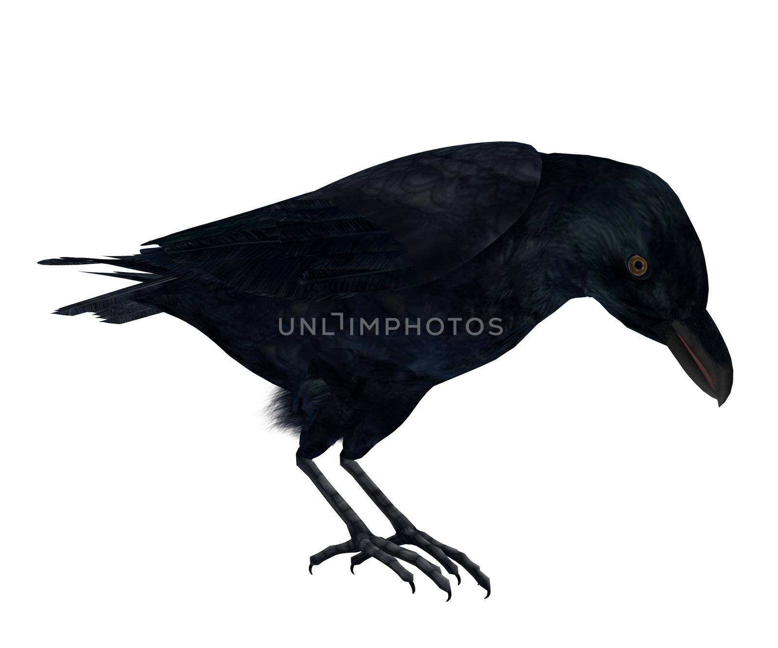 Black Crow by kathygold