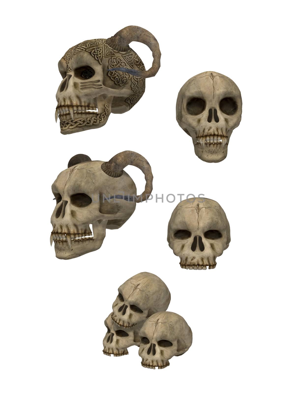 Skulls by kathygold