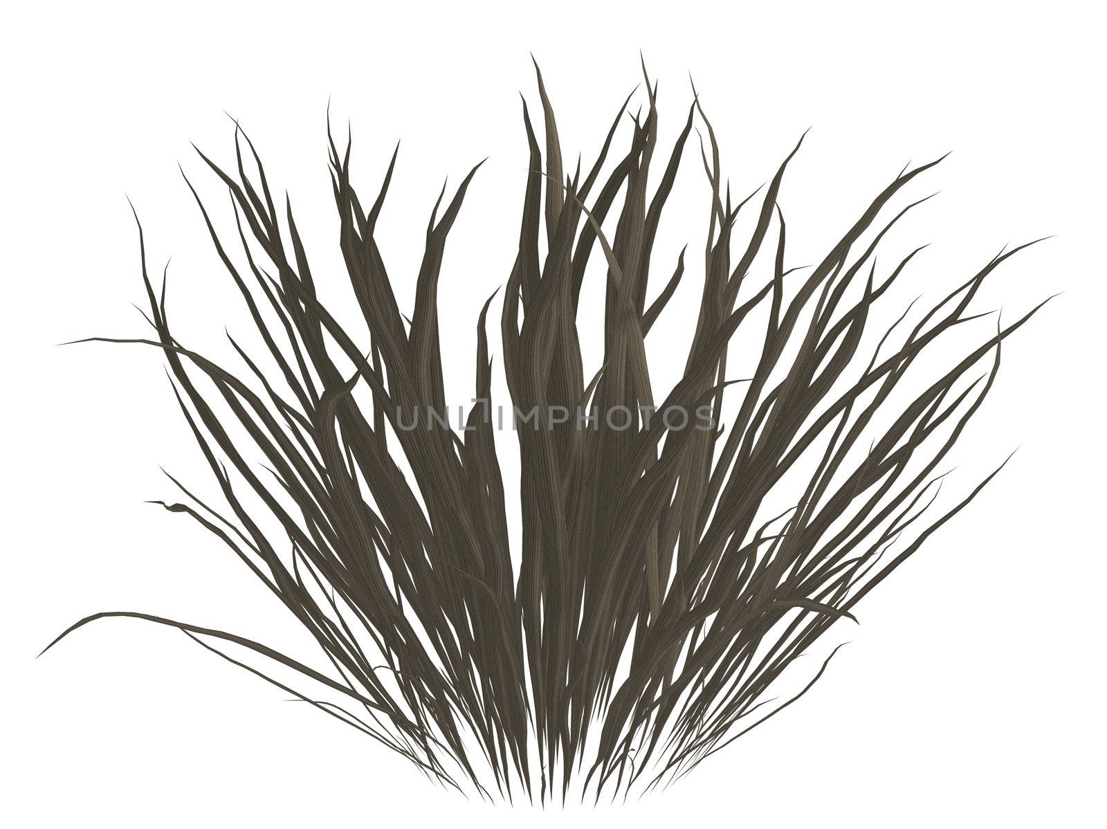 Dark grey dead grass on a white background