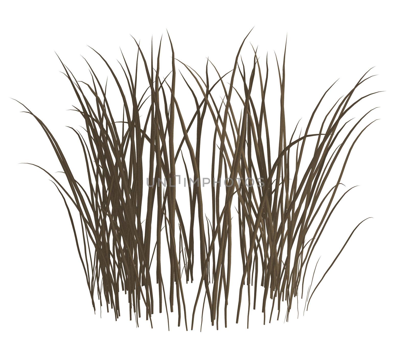 Dark grey dead grass on a white background