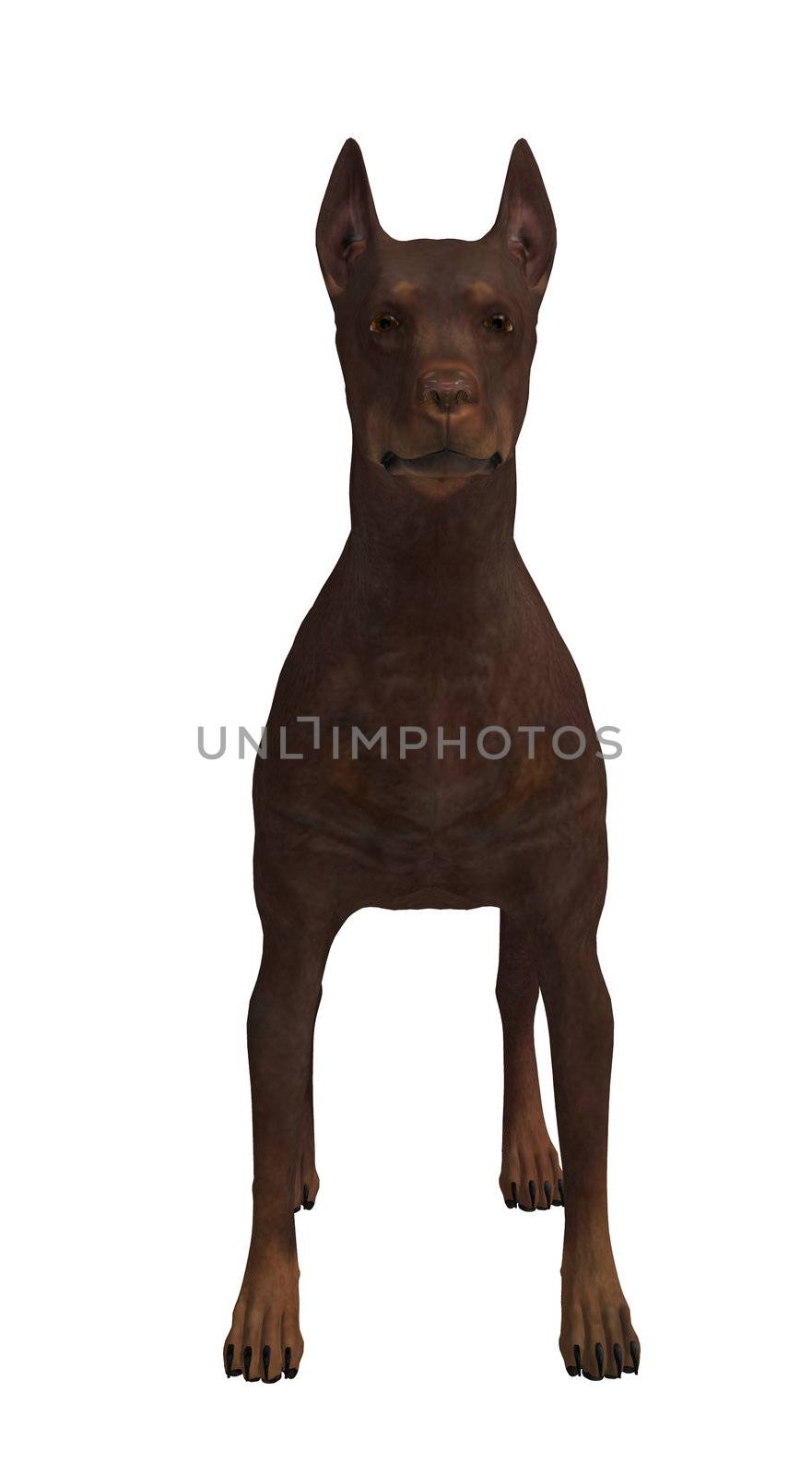 A brown dog standing