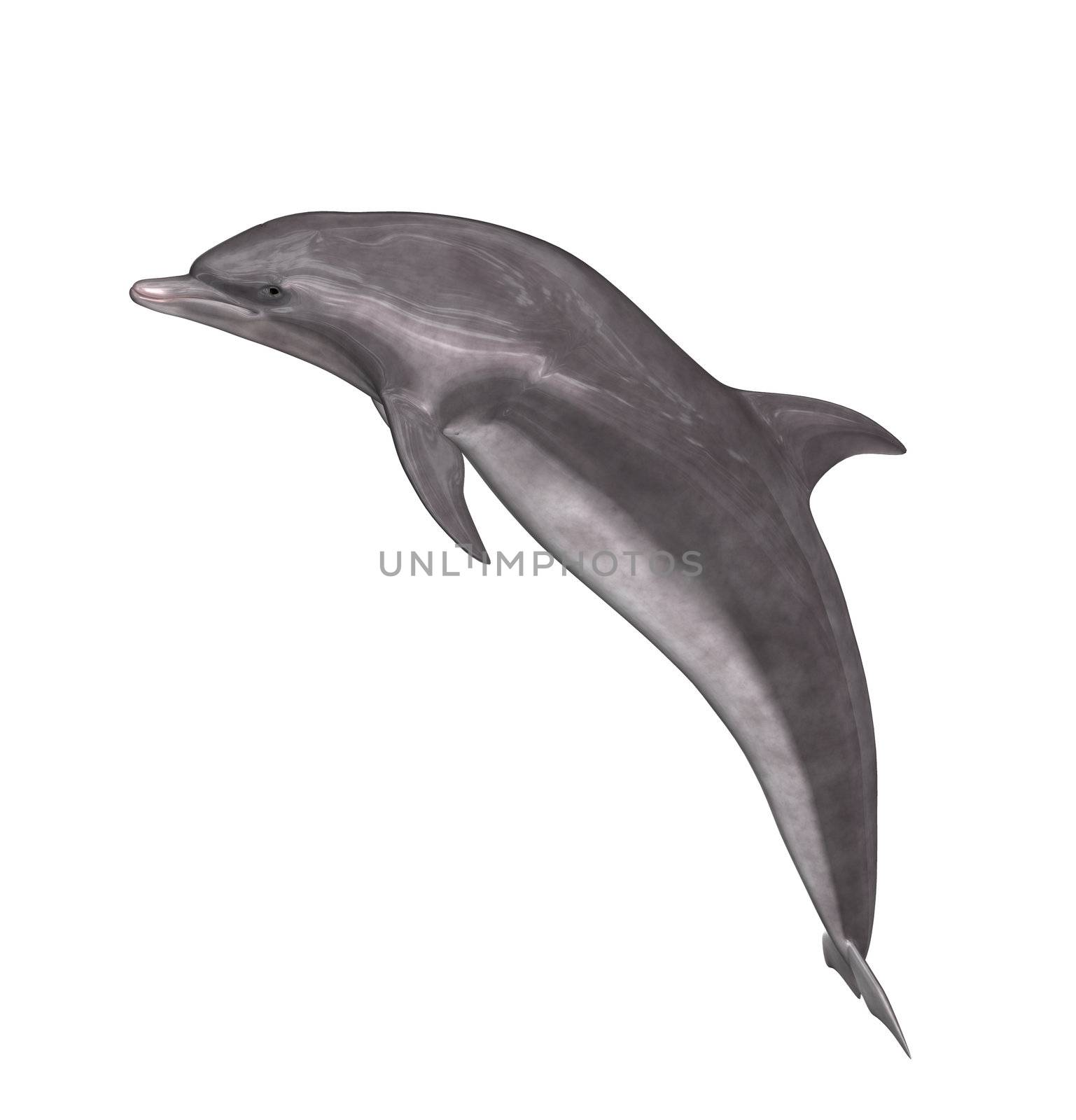 A grey and white dolphin