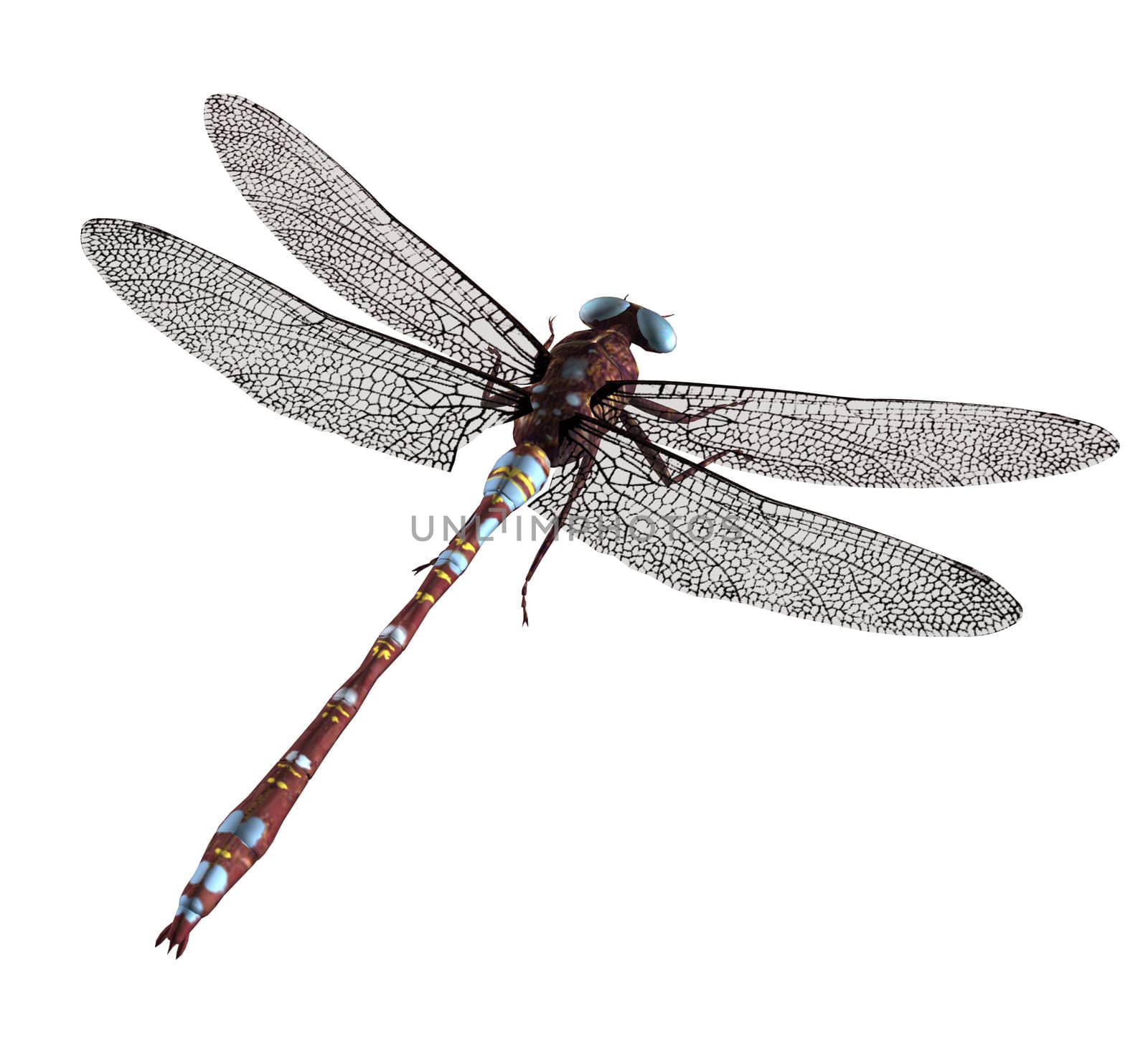 A brown blue dragonfly with blue eyes and wings spread