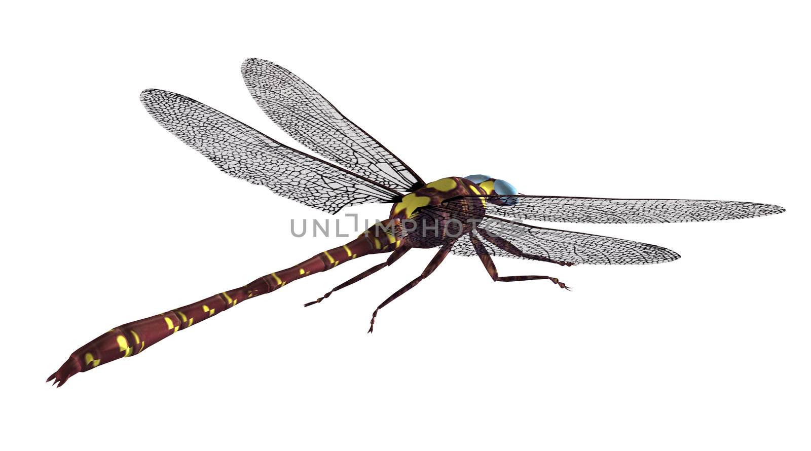 A brown gold dragonfly in mid flight with wings spread