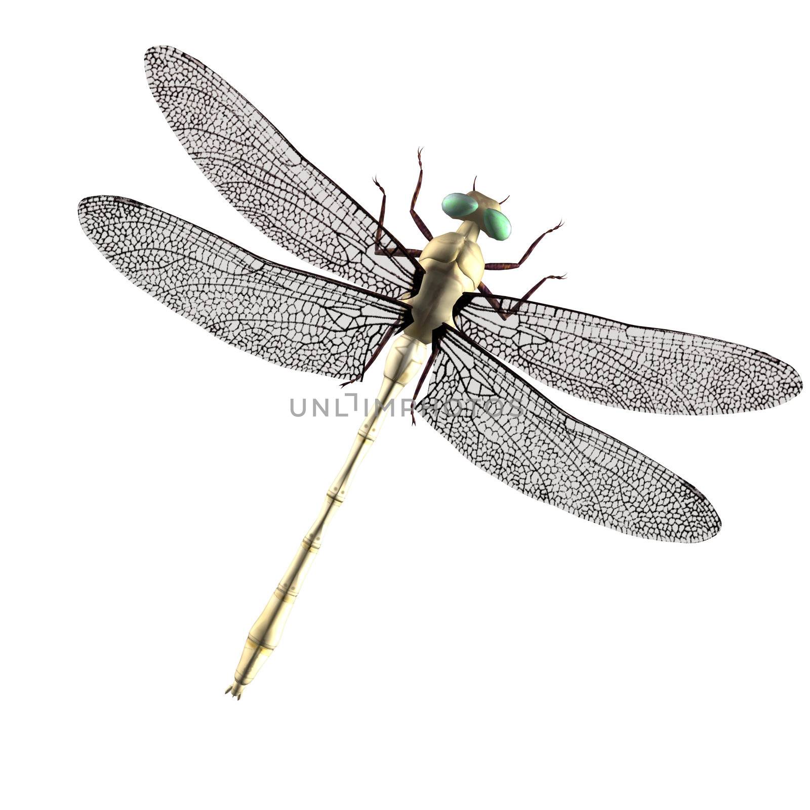 a dragonfly with green eyes and wings spread