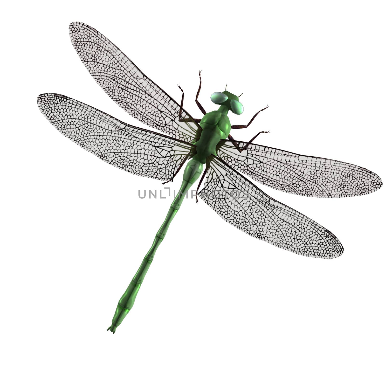 Green Dragonfly by kathygold