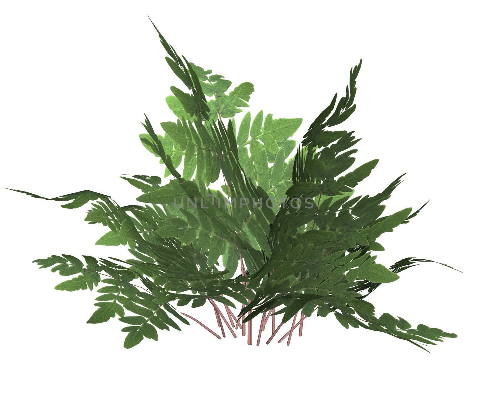 Green forest fern on a white background