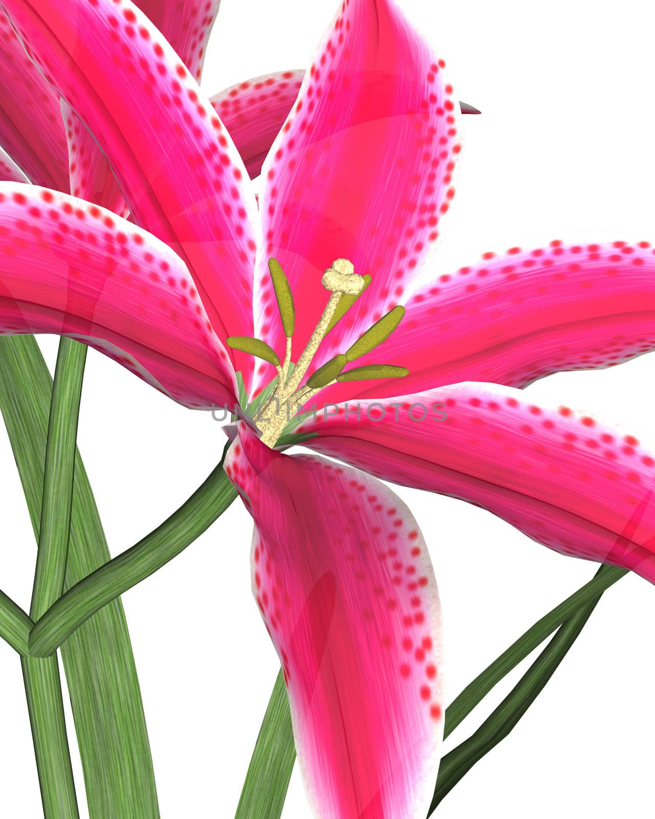 Large pink lily on a white background